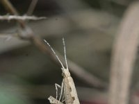 Plutella xylostella 7, Koolmotje, Saxifraga-Rutger Barendse