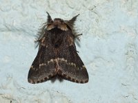 Poecilocampa populi 2, Zwarte herfstspinner, Saxifraga-Joep Steur