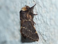 Poecilocampa populi 3, Zwarte herfstspinner, Saxifraga-Joep Steur