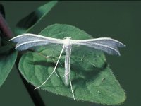 Pterophorus pentadactyla 1, Vijfvingerige vedermot, Saxifraga-Frits Bink