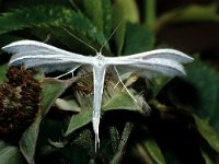 Pterophorus pentadactyla 3, Vijfvingerige vedermot, Foto Fitis-Sytske Dijksen