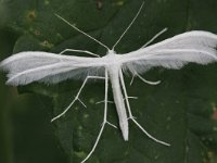 Pterophorus pentadactyla 4, Vijfvingerige vedermot, Saxifraga-Rutger Barendse