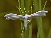 Pterophorus pentadactyla 5, Vijfvingerige vedermot, Vlinderstichting-Ab H Baas