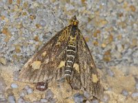 Pyrausta aurata, Mint Moth