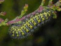 Saturnia pavonia 01 #12917 : Saturnia pavonia, Nachtpauwoog