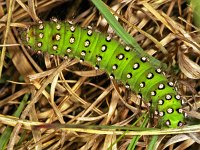 117_12, Saturnia pavonia : Nachtpauwoog, Small Emperor Moth, Saturnia pavonia, caterpillar