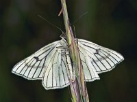 229_08, Siona lineata : Siona lineata, Black-veined Moth, Vals witje