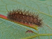 Spilosoma lubricipeda 1, Witte tijger, Saxifraga-Ab H Baas