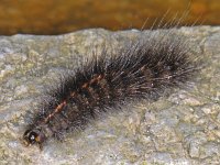 Spilosoma lubricipeda #09201 : Spilosoma lubricipeda, Witte tijger