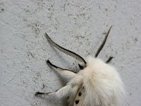 Spilosoma lubricipeda 12, Witte tijger, Saxifraga-Jaap Schelvis