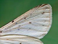 Spilosoma lubricipeda 13, Witte tijger, Saxifraga-Ab H Baas