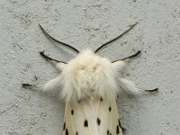 Spilosoma lubricipeda 3, Witte tijger, Saxifraga-Jaap Schelvis