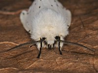 Spilosoma lubricipeda 4, Witte tijger, Saxifraga-Ab H Baas