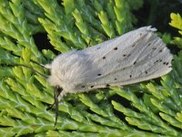 Spilosoma lubricipeda 6, Witte tijger, Saxifraga-Ab H. Baas