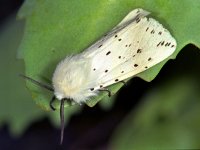 Spilosoma lubricipeda 8, Witte tijger, Vlinderstichting-Ab H Baas