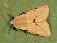 Spilosoma lutea 11, Gele Tijger, Saxifraga-Ab H Baas