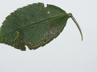 Stigmella anomalella 2, Bruine rozenmineermot, Saxifraga-Joep Steur