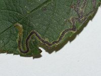 Stigmella anomalella 4, Bruine rozenmineermot, Saxifraga-Joep Steur