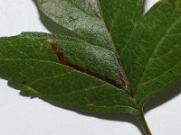 Stigmella oxyacanthella 2, Boogjesmineermot, Saxifraga-Joep Steur