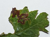 Stigmella oxyacanthella 3, Boogjesmineermot, Saxifraga-Joep Steur