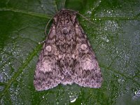 Subacronicta megacephala 4, Schilddrager, Saxifraga-Peter Meininger