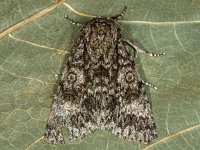 Subacronicta megacephala 5, Saxifraga-Ab H Baas