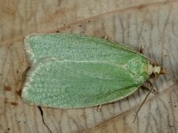 Tortrix viridana 3, Saxifraga-Ab H Baas