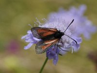 Tyria jacobaeae 26, Sint-jacobsvlinder, Saxifraga-Luuk Vermeer