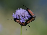 Tyria jacobaeae 27, Sint-jacobsvlinder, Saxifraga-Luuk Vermeer