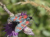 Zygaena filipendulae 50, Sint-jansvlinder, Saxifraga-Willem van Kruijsbergen