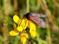 Zygaena filipendulae 53, Sint-jansvlinder, Saxifraga-Bart Vastenhouw