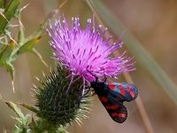 Zygaena filipendulae 57, Sint-jansvlinder, Saxifraga-Bart Vastenhouw