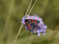 Zygaena filipendulae 61, Sint-jansvlinder, Saxifraga-Luuk Vermeer