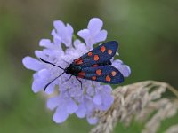 Zygaena filipendulae 65, Sint-jansvlinder, Saxifraga-Luuk Vermeer