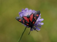 Zygaena filipendulae 68, Sint-jansvlinder, Saxifraga-Luuk Vermeer