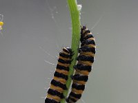 Zygaena filipendulae 69, Sint-jansvlinder, Saxifraga-Luuk Vermeer