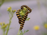 Zygaena filipendulae 70, Sint-jansvlinder, Saxifraga-Luuk Vermeer