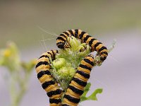 Zygaena filipendulae 71, Sint-jansvlinder, Saxifraga-Luuk Vermeer