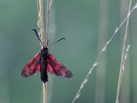 Six-spot Burnet (Zygaena filipendulae) Moth on Green Background  Six-spot Burnet (Zygaena filipendulae), is a day-flying moth of the family Zygaenidae : Bug, Netherlands, animal, background, beautiful, beauty, black, blue, burnet, burnett, butterfly, close, closeup, creature, day, detail, echium, environment, fauna, filipendula, filipendulae, flower, green, insect, macro, meadow, meadowsweet, moth, natural, nature, outdoor, pink, plant, purple, red, schmetterling, six, six-spot, sixspot, spot, spotted, spring, up, vetch, wing, wings, zygaena, zygaenidae