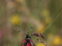 Zygaena filipendulae 2, Sint-jansvlinder, Saxifraga-Jan Nijendijk