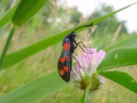 Zygaena filipendulae 20, Sint-jansvlinder, Vlinderstichting-Henk Bosma