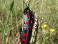 Zygaena filipendulae 28, Sint-jansvlinder, Saxifraga-Frank Dorsman  Zygaena filipendulae, Sint-JansvlinderAW-duinen 300611