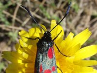 Zygaena filipendulae 31, Sint-jansvlinder, Saxifraga-Frank Dorsman  Zygaena filipendulae, Sint-JansvlinderAW-duinen 240611