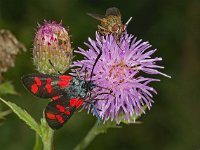 Zygaena filipendulae 36, Sint-jansvlinder, Saxifraga-Ab H Baas