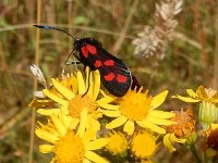 Zygaena filipendulae 38, Sint-jansvlinder, Saxifraga-Peter Meininger