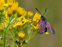 Zygaena filipendulae 49, Sint-jansvlinder, Saxifraga-Ab H Baas