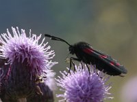 Zygaena filipendulae 5, Sint-jansvlinder, Saxifraga-Jan Nijendijk