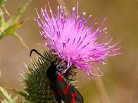 Zygaena filipendulae 52, Sint-jansvlinder, Saxifraga-Bart Vastenhouw