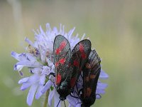 Zygaena filipendulae 58, Sint-jansvlinder, Saxifraga-Luuk Vermeer