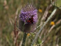 Zygaena filipendulae 6, Sint-Jansvlinder, Saxifraga-Peter Meininger